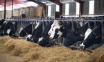 Vignette Image 1 : Contrôle en élevage de bovins