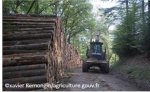 Vignette Image 3 : forêt et filière bois