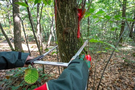 Image 2 : Dendrométrie